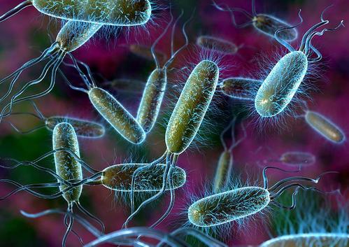 旅行者使用抗生素可能会增加超级细菌的全球传播