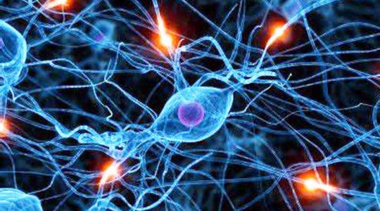 专门的MRI传感器揭示了神经递质对整个大脑神经活动的影响