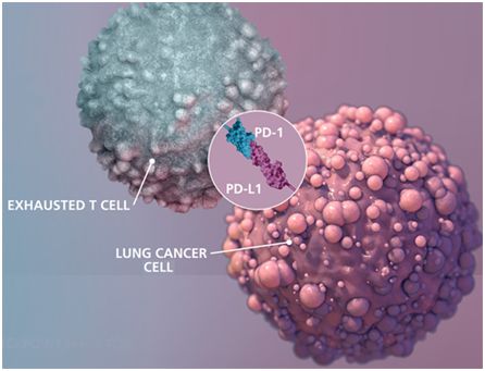 基于细胞的癌症免疫疗法在早期研究中显示出希望