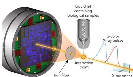 测试X射线激光如何精确地测量生物分子的内部运作