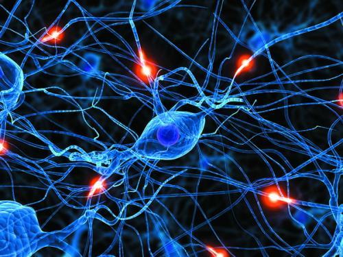 神经元不是在人脑中随机排列的