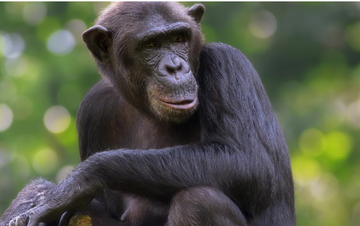 科学家观察到的黑猩猩正在改变其狩猎行为
