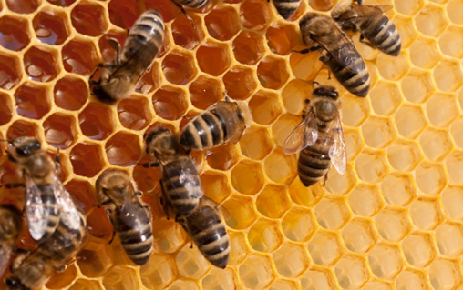 益生菌可以保护蜜蜂免受农药的毒害