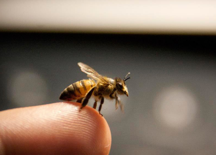 研究发现蜜蜂毒液中的化合物可在60分钟内破坏癌细胞