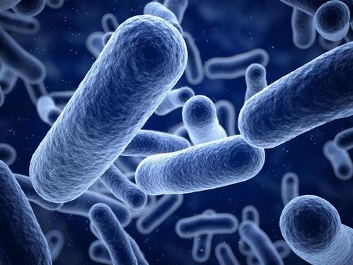 动物肠道细菌中发现了一种新的肉毒杆菌神经毒素来源