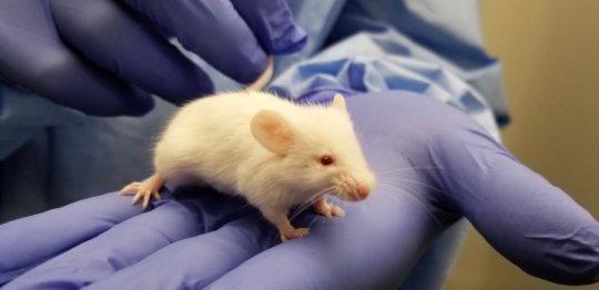 人源化小鼠中的疫苗特征指向更好地理解传染病