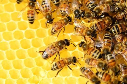 杀虫剂为蜜蜂提供了一两次打击