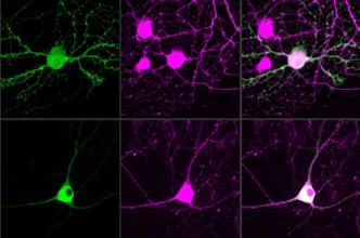 单个神经元和大脑网络如何支持空间导航
