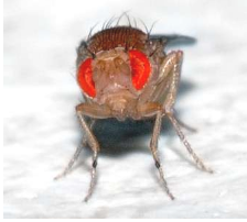 果蝇研究表明 进化驱动男性线粒体疾病的风险更高