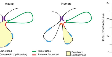 转座因子在基因表达和进化中起重要作用