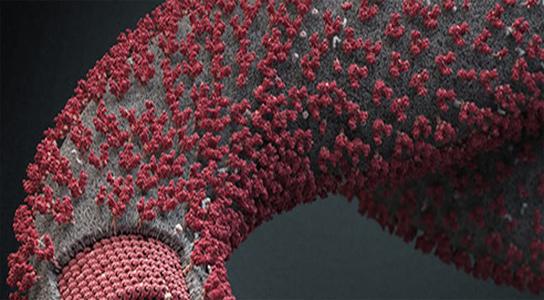 新型生物传感器技术可以快速检测埃博拉病毒