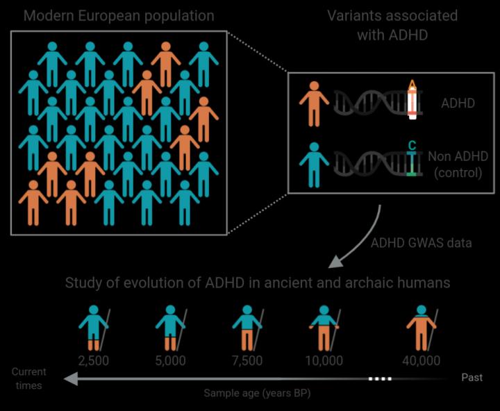 尼安德特人和现代人类样本中的基因组分析