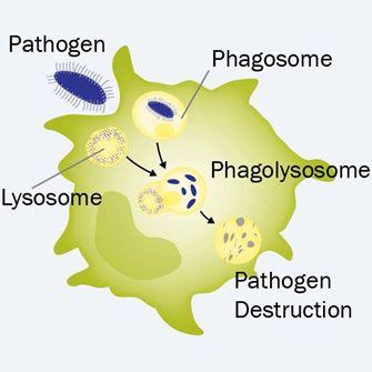 通过生物发光实时消除癌症代谢