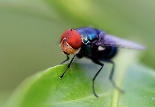 苍蝇的微小睾丸对基因如何产生的新见解