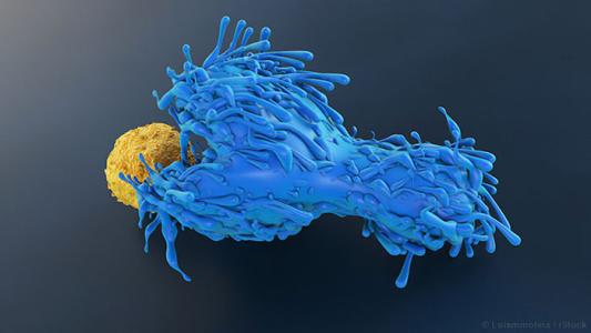 T细胞可以支持针对实体瘤的CAR T免疫疗法