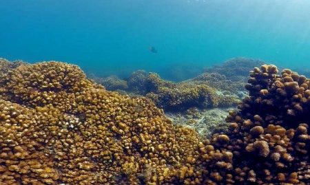 珊瑚礁显示出对温度上升的适应力