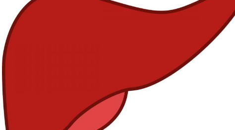 研究人员确定了保证肝脏再生的基本蛋白质