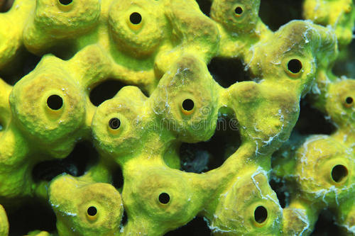 FEFU科学家从海海绵中获得了具有潜在抗肿瘤作用的新化合物