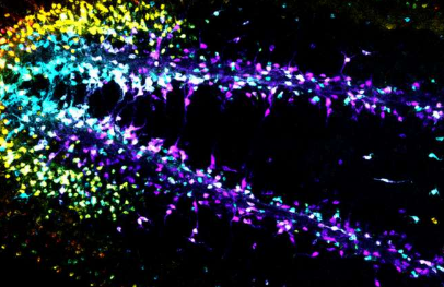 科学家发现支撑大脑发育的数学规则