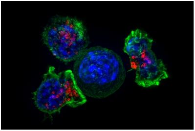 重新编程杀伤细胞的新途径