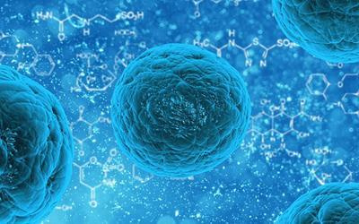 科学家发现制造健康T细胞的分子关键
