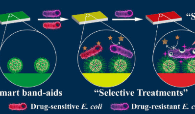 换色纸基绷带感选择性治疗细菌感染