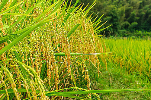 与含有N2固定内细菌的真菌相互作用可改善水稻的氮营养