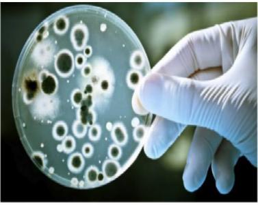 突变细菌受体可能指向针对机会致病菌的新疗法