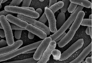 研究人员发现一种新型的HIT防御细菌可以对抗抗生素