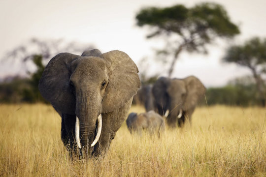 非洲的大象偷猎率下降 但标志性的动物仍然受到威胁