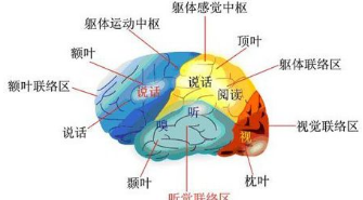 神经科学家发现有助于确定信息优先级的特定大脑区域