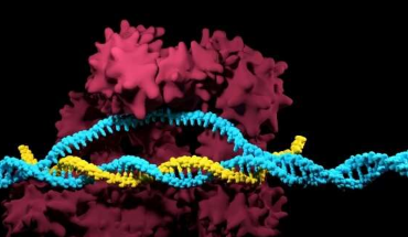 受自然启发的CRISPR酶 可进行广泛的基因组编辑