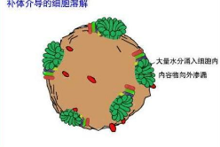 研究阐明了植物对生物胁迫的免疫防御反应的新要素