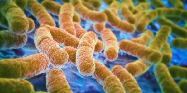 环境化学物质与肠道微生物组和健康的变化有关