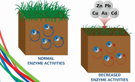重金属使土壤酶变弱3倍