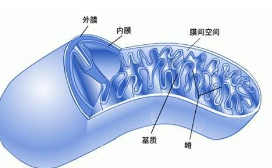 单细胞分析提供了有关线粒体疾病的新细节