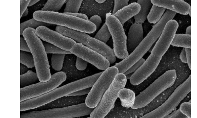 科学家观察到细菌从表面陷阱中滚落出来