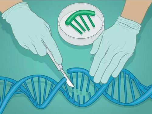 科学家使用基因剪刀检测疾病