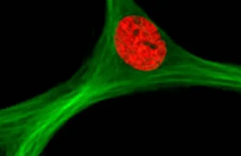 研究人员把磁性干细胞用于基因工程