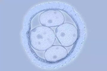 胚胎'记住'他们遇到的化学物质