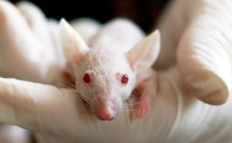 预测鼠标记忆丧失在发生之前可能会有益于阿尔茨海默氏症的研究