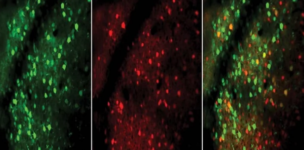 鼠标研究表明专家的大脑具有更快的神经元