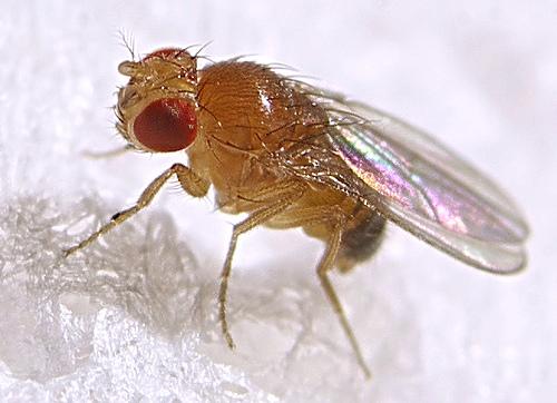 研究人员揭示了产生果蝇惊跳反应的机制