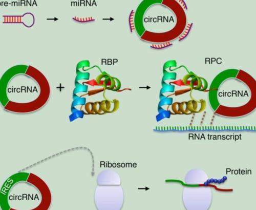 多能干细胞来跟踪尼安德特人的RNA在整个发育过程中的表达