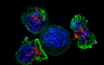 科学家们鉴定出数十种基因使癌细胞逃避免疫系统