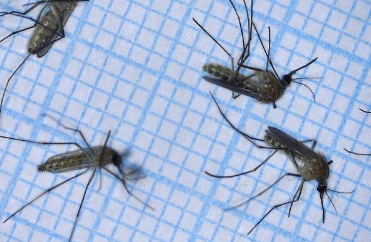 激光雷达用于追踪非洲的蚊子活动以帮助抗击疟疾