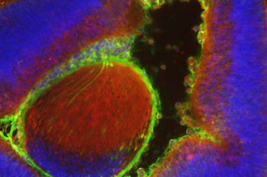 科学家在小鼠胚胎中生成数百万个成熟的人类细胞