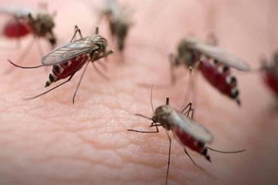全球疟疾新发病率下降了37% 疟疾死亡率下降了60%