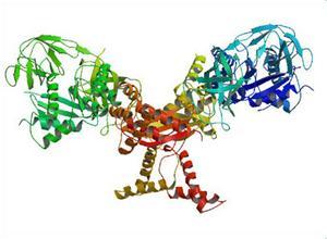 研究揭示了确定蛋白质结构方法的局限性
