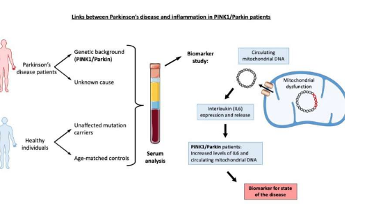 新研究强调炎症与帕金森氏病之间的联系